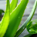 aloe vera gesundheit