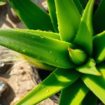 aloe vera für gesicht