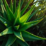 aloe vera gesundheit