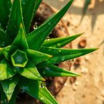 aloe vera wirkung